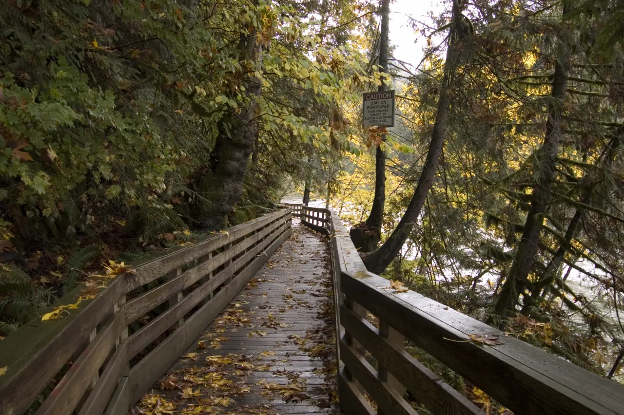 A wooden boardwalk with railings, covered in yellow fallen leaves, beside the river