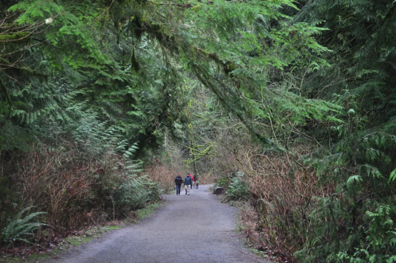 Walkers on a wide gravel trail under tall evergreen trees